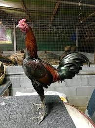 Good Nice Rooster Ayam
