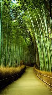Bamboo plants, with their sturdy stances, asian charm, and remarkable ability to grow quickly, enhance the look of any garden. Garden Ideas With Bamboo Front Landscaping Ideas