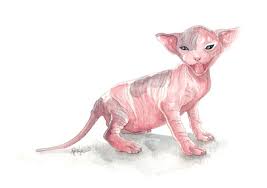 Search for a pet, rescue group or article. Sphynx Kittens For Sale Spring Hill Florida Devon Rex Kittens For Sale Lykoi Cats Werewolf Cats Sphinx Cats Sphynx Cats Hairless Cats Curly Coated Cats