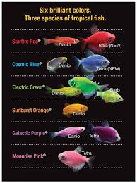 While nearly identical in behavior to traditional domesticated bettas, glofish bettas produce a fluorescent protein that allows them to. From Tetra All About Glofish Glofish Glofish Aquarium Tropical Freshwater Fish