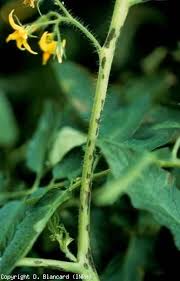 Image result for tomato seedling xanthomonas vesicatoria