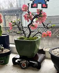 Image result for Chaenomeles japonica