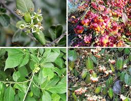 Weihnachten wacholderzweig mit roten beeren isoliert auf weiß. Vorsicht Giftig 1 Seite Naturbeobachtungen Im Odenwald Und Ried Schmetterlinge Libellen Schrecken Was Sonst Noch So Kreucht Und Fleucht Giftpflanzen