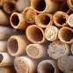 Master Gardener Series: Mason Bees Unwrapped