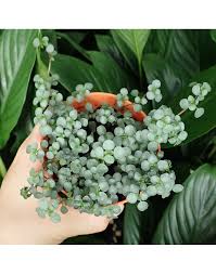 Image result for Pilea angolensis