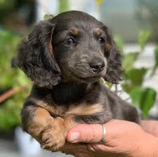 Find dachshund puppies for sale from a vast selection of dachshund. August Paws Dachshunds Home Facebook