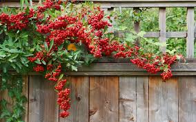 Climbing plants are great for creating screens and smothering ugly garden features or bare walls. Best 10 Climbing Plants David Domoney