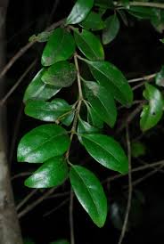 Image result for Canthium kuntzeanum