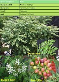 Daun segugur lepidagathis longifolia derhaka mertua plumbago indica dukung anak phyllanthus niruri. Laman Dapur Dan Herba Liza Khasiat Daun Kari