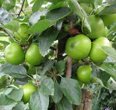 If they have greater amount of annual shoot growth it would indicate either you are over pruning or over fertilizing. Full Sun Exposure Green Apple Bear Fruit Plant Rs 1200 Piece N K Green Nursery Landscaping Designing Id 20495748091