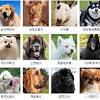 More images for 比利时牧羊犬 » Https Encrypted Tbn0 Gstatic Com Images Q Tbn And9gcr6cbjjbe7vfqswjbyplyiuo2csi9ndh Xgn7pirg1p09fiwq6y Usqp Cau