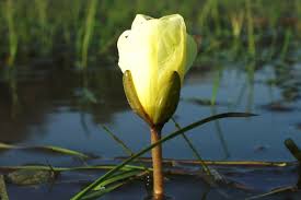 Image result for Limnocharitaceae