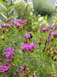Image result for Vernonia melleri
