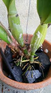 Tak perlu ditanam, hanya letak sahaja. Cara Tanam Orkid Cattleya Untuk Elak Masalah Akar Mudah Reput Impiana