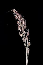 Image result for Olyra latifolia