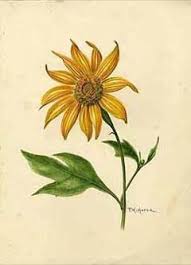 Image result for Tithonia diversifolia