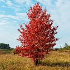 For flowering trees that bloom in spring, be sure to prune when their flowers fade. Autumn Blaze Flowering Pear Trees For Sale Fastgrowingtrees Com