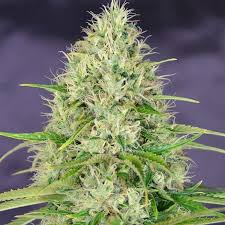 Haze is traditionally an atmospheric phenomenon in which dust, smoke, and other dry particulates obscure the clarity of the sky. Amnesia Haze From Seeds66