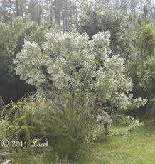 Image result for Microcharis latifolia