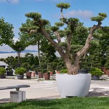 With their ability to enhance the scenery of your outdoor space, large pots can be just as important as the plants themselves. Megalos Extra Large Pot Planter Container Garden Plants Online