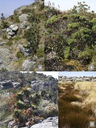 Image result for Crotalaria phylicoides