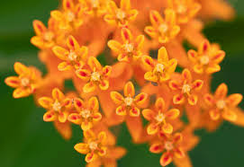 Check spelling or type a new query. 7 Michigan Wildflowers To Find Enjoy This Year