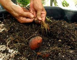 A canning jar or old jelly jar would probably do the trick. Guide To Growing Sweet Potatoes In A Container Dengarden