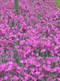 About my plant portraits plantlinks to other web pages about dianthus 'tiny rubies'. A Little Information On Dianthus Behnke Nurseries Gardening Blog