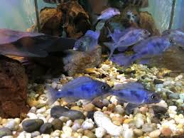 They sport different shades of blue depending on the lighting they are under. Blue Dolphin Moorii Growth Rate Monsterfishkeepers Com
