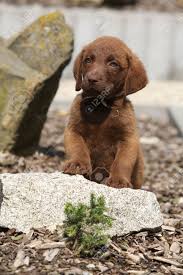 Image result for chesapeake bay retrívr