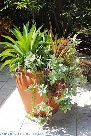 Tropical hibiscus plants make for excellent container plants because they boast summertime tropic feels, and make for great decorative focal points. Pin By Teresa Watkins On Try To Contain Yourself Container Gardens Ideas Container Gardening Plants Tropical Garden