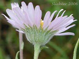 Image result for Heterotis decumbens