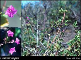 Image result for Commicarpus