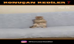 Konusan Kediler 7 En Komik Kedi Videolari Seyredelim Com
