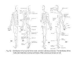 peripheral nervous system anatomy 350a at uwo