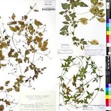 Image result for Cardiospermum corindum