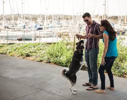 Have the person pet the dog and feed treats as long as the dog stays in a sit. How To Train A Dog Not To Jump On People Petco
