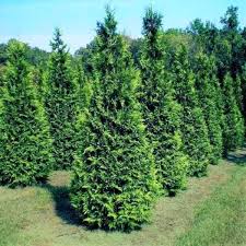 My green giants are on the northwest side of our property. Thuja Green Giant Arborvitae Trees For Sale Garden Goods Direct