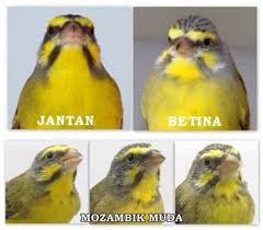 Perbedaan terletak pada warna burung pleci jantan yang cenderung lebih gelap dibandingkan dengan betina yang lebih cerah. Cara Menangkar Burung Mozambik Di Sangkar Gantung Om Kicau