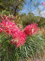 Image result for Grevillea