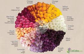 Calla Lily Flower Colors Calla Lily Color Wheel Calla Lily Colors Lily Flower Calla Lily Bouquet Wedding