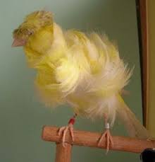 مدونة الطيور الجميلة Exclusive Canary Know All Kinds Of Pictures حصريا تعرف كل أنواع الكناري بالصور Canary Birds Birds Canary