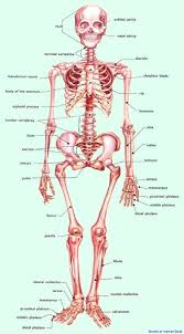 Human Body Bones Anatomy System Human Body Anatomy