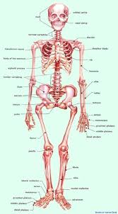 human body bones anatomy system human body anatomy