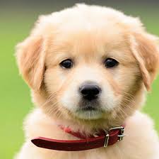 At access, our veterinary services and pricing are transparent, affordable and flexible to your needs. Affordable Veterinary Clinic Home Facebook