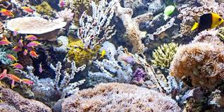Sps bedeutet small polyp stony corals, englisch für kleinpolypige steinkorallen. Korallen Im Aquarium So Behalten Sie Ihre Farbenpracht