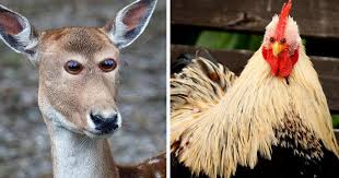 Maybe you would like to learn more about one of these? What 30 Different Animals Would Look Like If Their Eyes Were At The Front Bored Panda