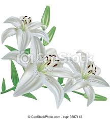 Der neutrale weiße hintergrund als freisteller lässt viel platz für eigene gestaltungsmöglichkeiten. Flower Lily Isoliert Im Weissen Hintergrund Weisser Blumenstrauss Realistisch Isoliert Auf Weissem Hintergrund Vektor Canstock