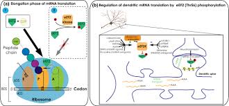 This regulation is mediated by a protein which (in the absence of iron) binds to a sequence (the iron response element, or ire) in the 5´ untranslated region of ferritin mrna, blocking its translation. Translational Control In Brain Pathologies Biological Significance And Therapeutic Opportunities Springerlink
