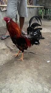 Check spelling or type a new query. Suara Gagak Rimang Blora Tahukah Kamu Tradisi Sabung Ayam Di Indonesia Sudah Berabad Abad Sebuah Berita Terbongkarnya Rumah Judi Sabung Ayam Di New York Menggegerkan Para Pecinta Hewan Memang Di Jaman Modern Ini